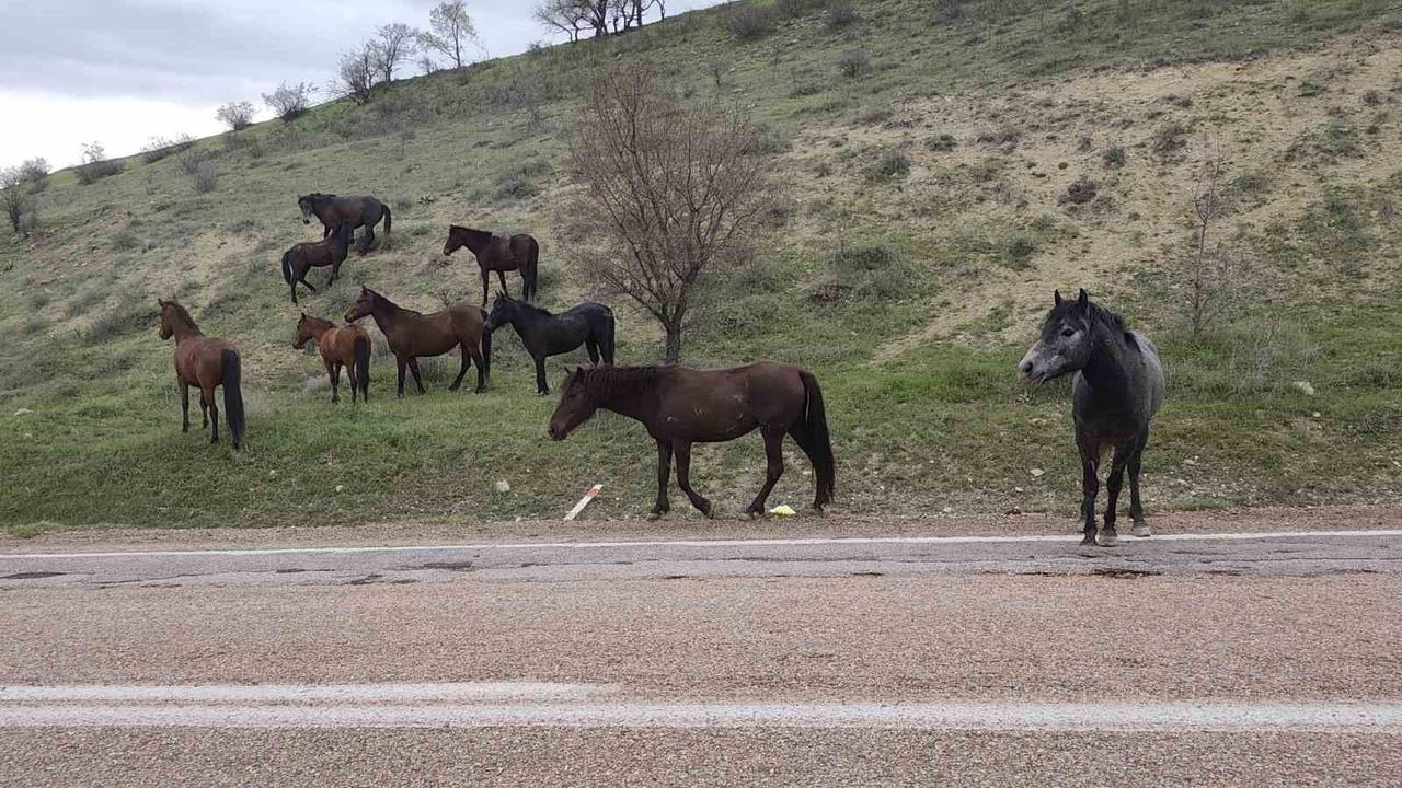 beypazari’nda-yilki-atlari-goruntulendi
