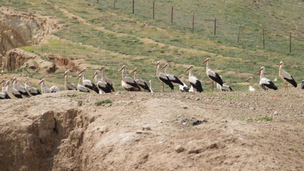 kirikkale’de-baharin-habercileri-geldi