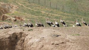 kirikkale’de-baharin-habercileri-geldi