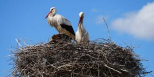 esnaf-merakla-bekliyordu:-ruzgar-ve-nergis-yuvaya-dondu