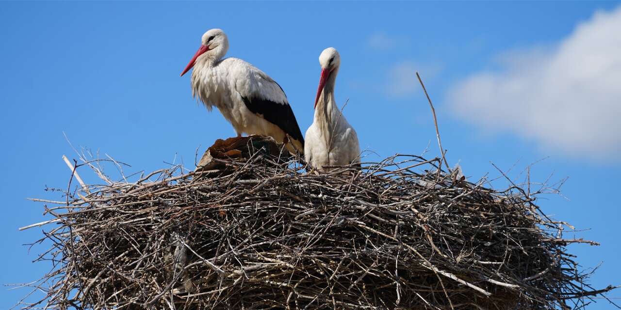 esnaf-merakla-bekliyordu:-ruzgar-ve-nergis-yuvaya-dondu
