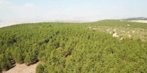 kirikkale’de-dogadaki-buyuk-tehlike!-caninizdan-olabilirsiniz