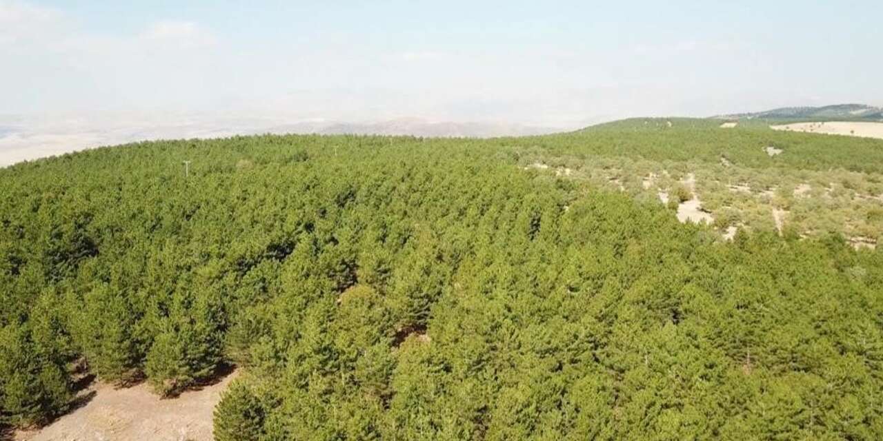 kirikkale’de-dogadaki-buyuk-tehlike!-caninizdan-olabilirsiniz