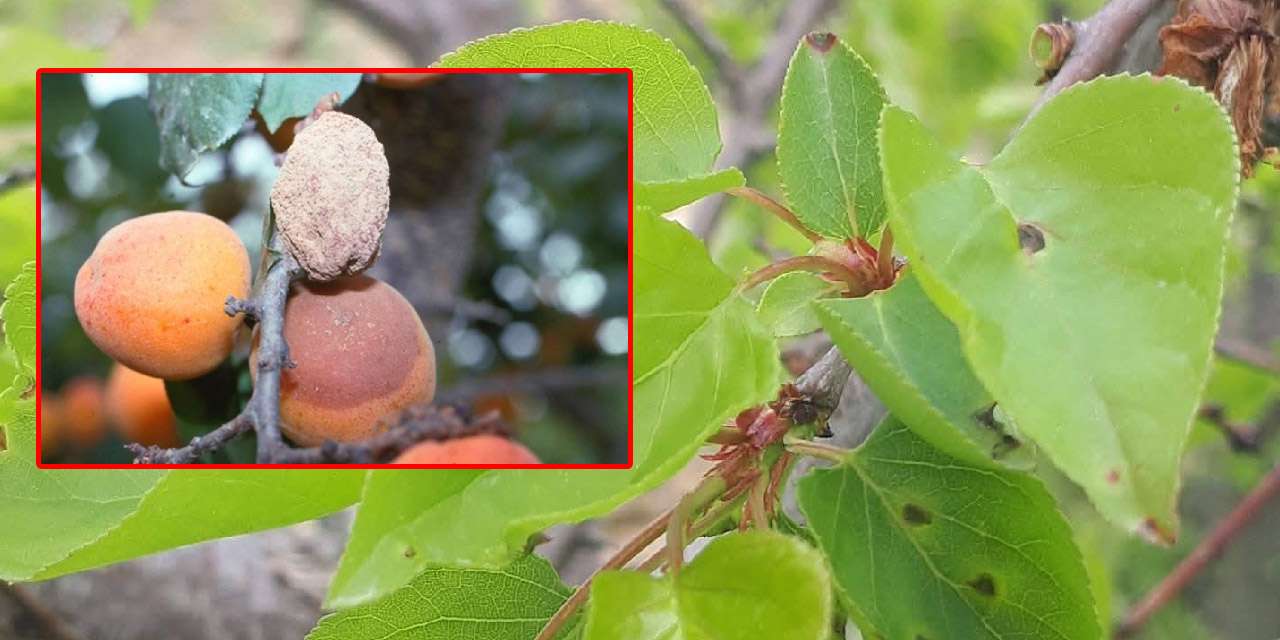 kirikkale’de-meyve-ureticisine-‘monilya’-uyarisi:-nemli-havalar-hastaligi-tetikliyor!