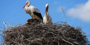 kirikkale’nin-sadik-misafirleri:-ruzgar-ve-nergis-4-yildir-ayni-adreste!