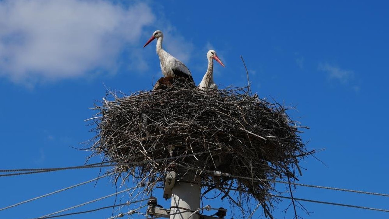 kirikkale’nin-leylekleri-geri-geldi