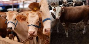 kirikkale’de-vekaleten-kurban-bedeli-netlesti:-iste-2026-rakamlari!