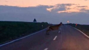 ankara’da-yaban-geyigi-surusu-goruldu