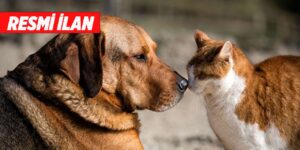 yetiskin-kopek-mamasi-satin-alinacak-resmi-ilan