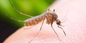 sitma-riskine-dikkat!-kirikkale-il-saglik-mudurlugu-kritik-uyariyi-yapti