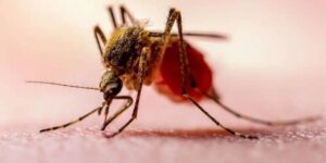 Kırıkkaleliler dikkat! Nijerya ve Afrika’dan geliyor!