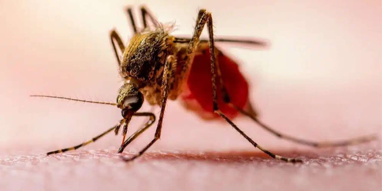 kirikkaleliler-dikkat!-nijerya-ve-afrika’dan-geliyor!