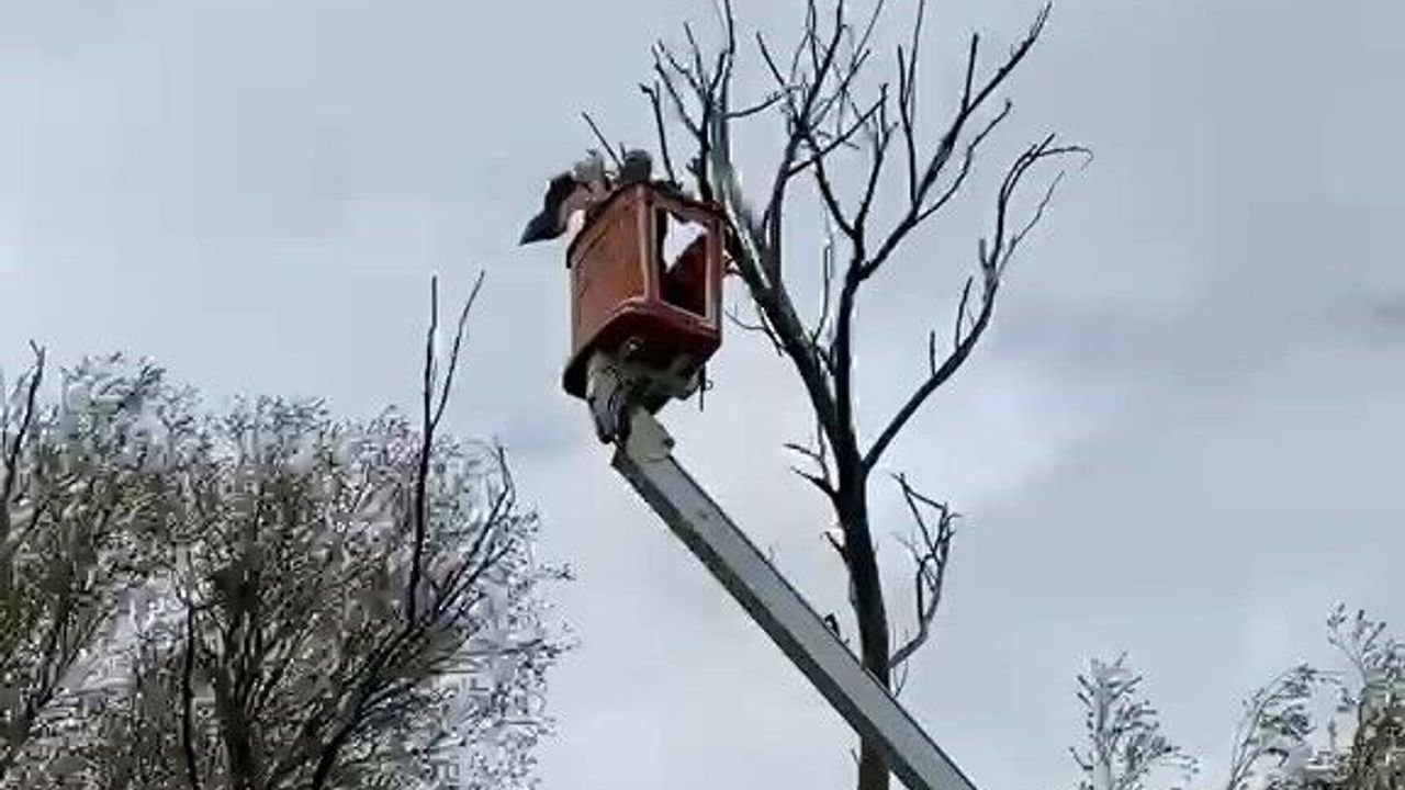 agacta-asili-kalan-leylek-kurtarildi