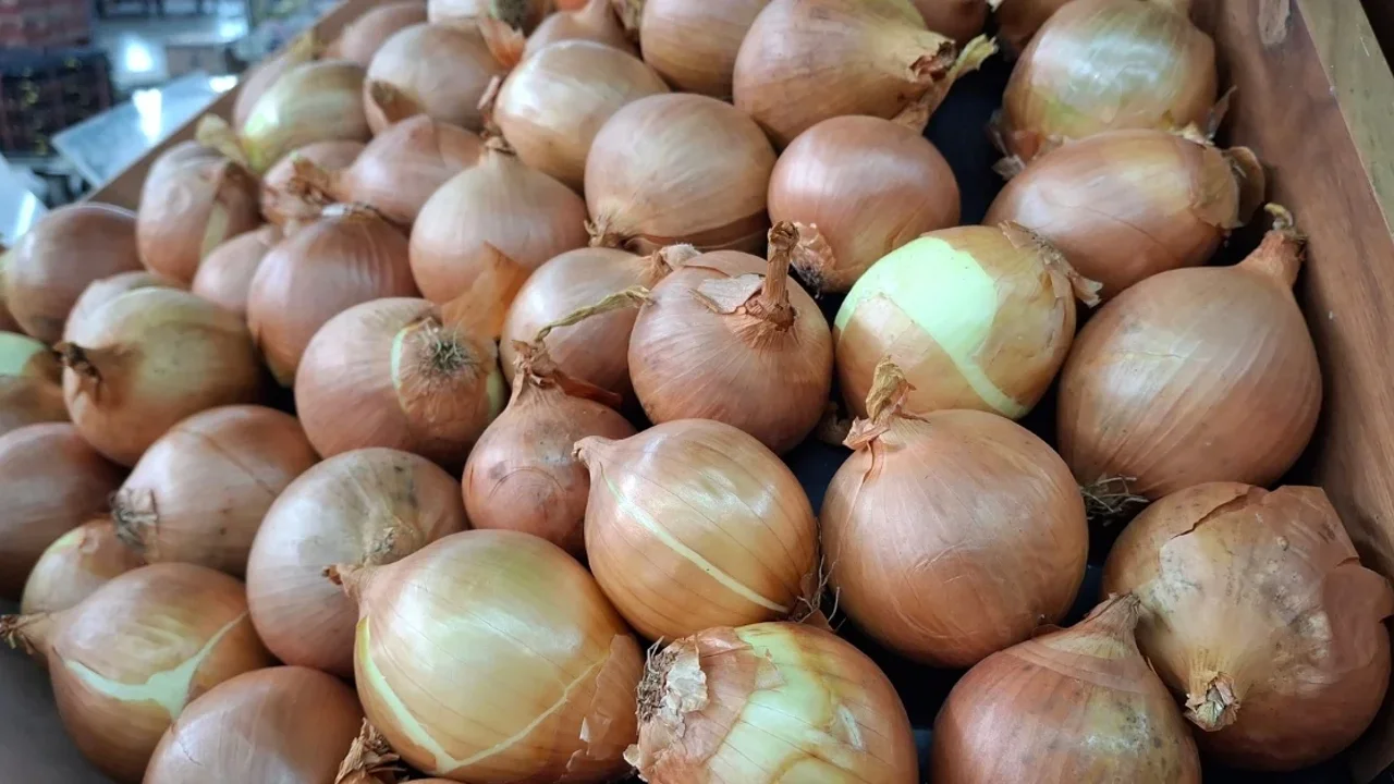 kuru-sogan-ihracati-yila-hizli-basladi