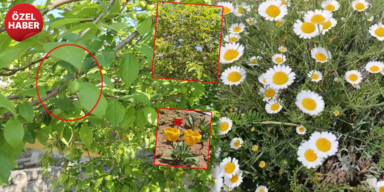 bizim-daglara-bahar-geldi:-kirikkale’de-bozkir-cicek-acti!