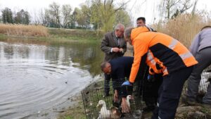 kirikkale’de-millet-bahcesi’ne-100-ordek-birakildi