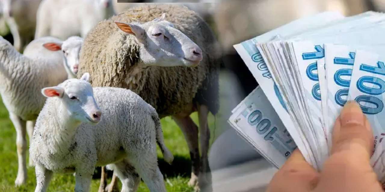 kirikkale’de-kucukbas-yetistiricilerine-destek:-basvurular-basladi