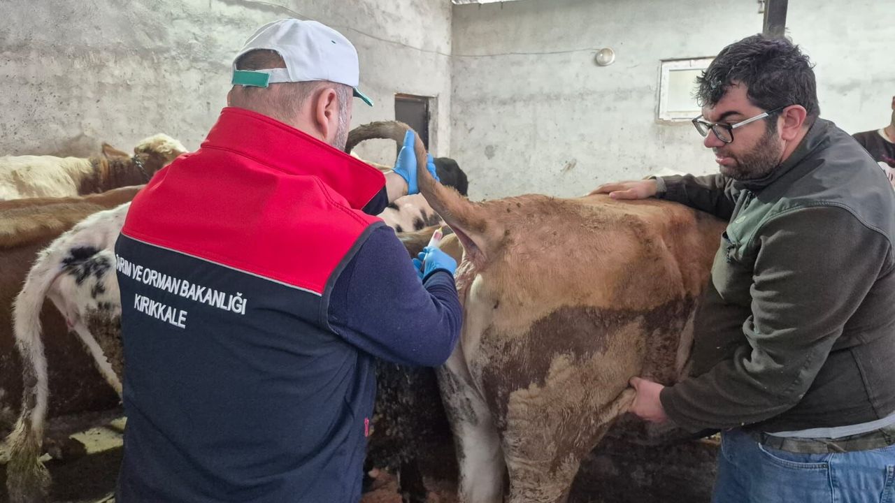 kirikkale’de-sap-asilama-calismalari-suruyor