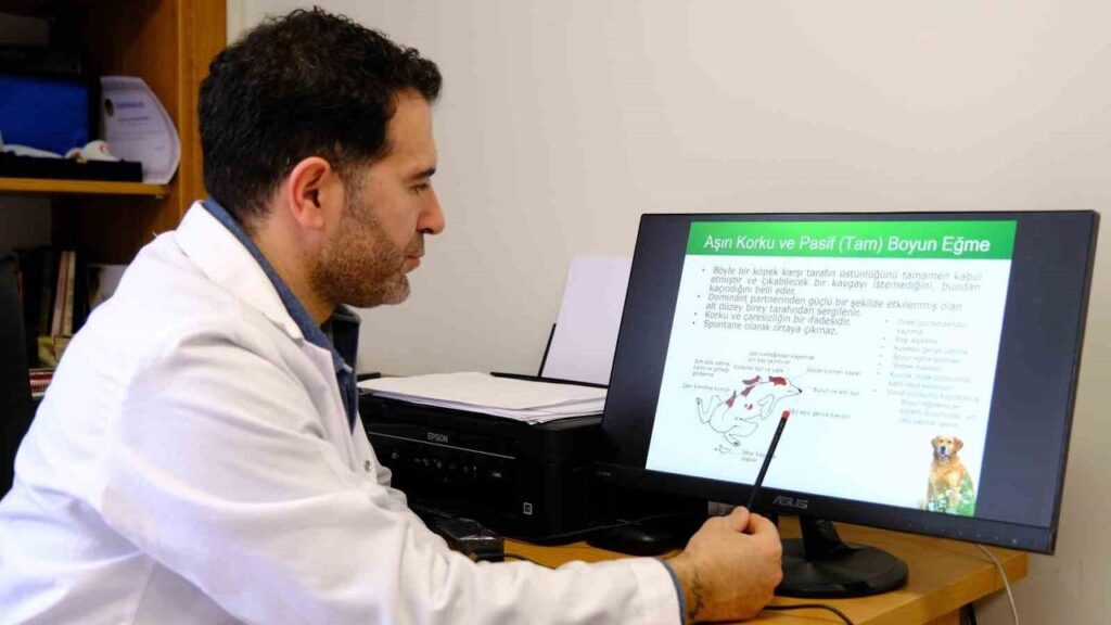 prof-dr.-kockaya:-‘sokak-hayvanlarina-karsi-sorumluluklarimiz-var’