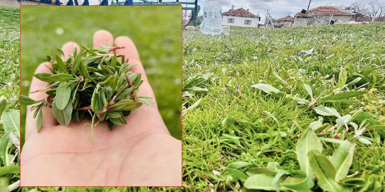 kirikkale-bozkirinda-bahar-bereketi:-o-meshur-lezzet-sezonu-acti!