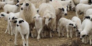 kucukbas-ureticilerine-hayvan-destegi-saglanacak