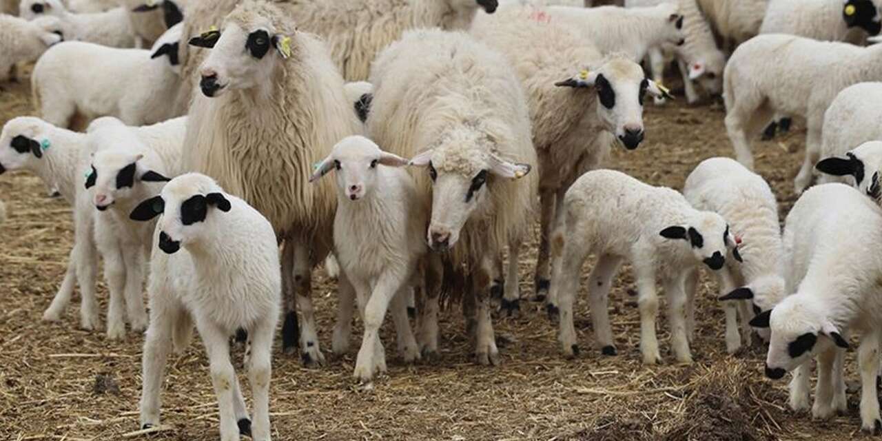 kucukbas-ureticilerine-hayvan-destegi-saglanacak