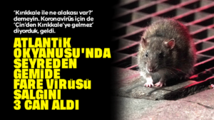 Kruvaziyer gemisinde hantavirüs alarmı: 3 yolcu hayatını kaybetti! Fare Virüsü nedir?
