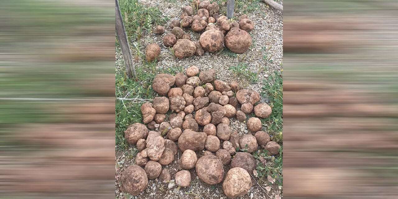 kirikkale’de-herkes-bunu-topluyor:-fiyati-altinla-yarisiyor