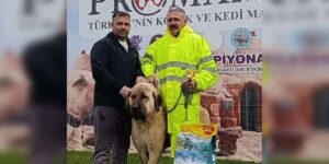 Konya’da Kırıkkale damgası: Cins köpekler birinci oldu