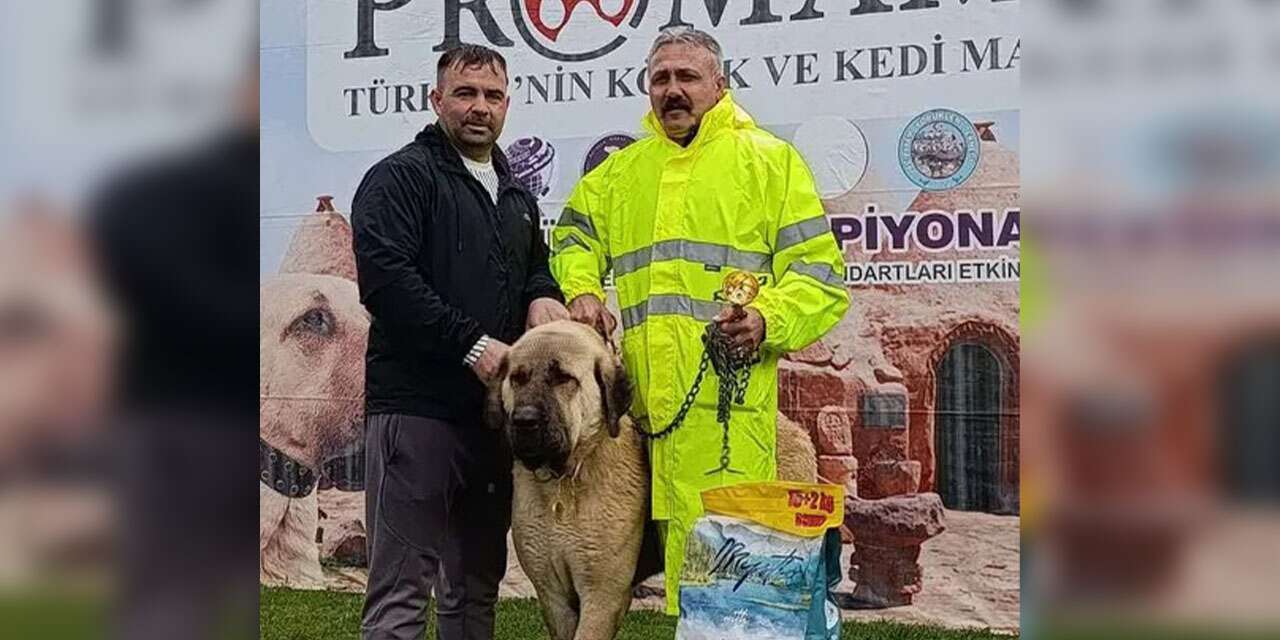 konya’da-kirikkale-damgasi:-cins-kopekler-birinci-oldu