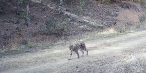 Çankırı’da “Ormanın hayaleti” vaşak görüntülendi