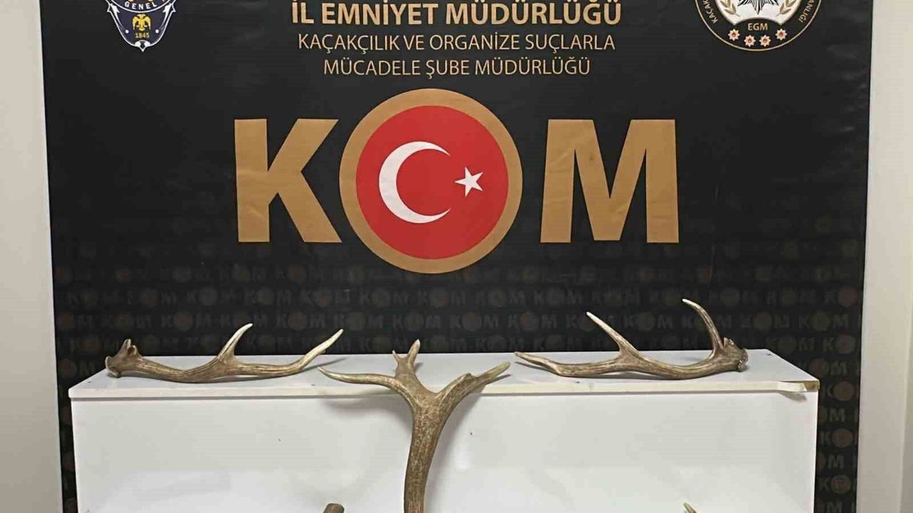 kirsehir’de-is-yerinde-kizil-geyik-boynuzu-ele-gecirildi