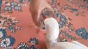 Yaralı leyleğe sahip çıktı