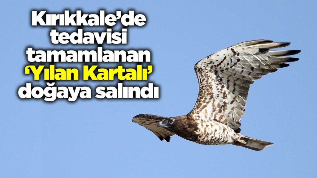 kirikkale’de-tedavisi-tamamlanan-‘yilan-kartali’-dogaya-salindi