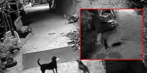 Aç kalan kurtlar köye indi, güvenlik kamerasının önünde köpeği boğup götürdü!