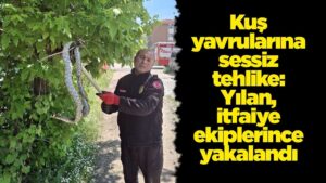 Kuş yavrularına sessiz tehlike: Yılan itfaiye ekiplerince yakalandı