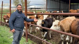 Büyükbaş kurbanlık bitti, üreticinin yüzü güldü