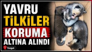 Yavru tilkiler koruma altına alındı