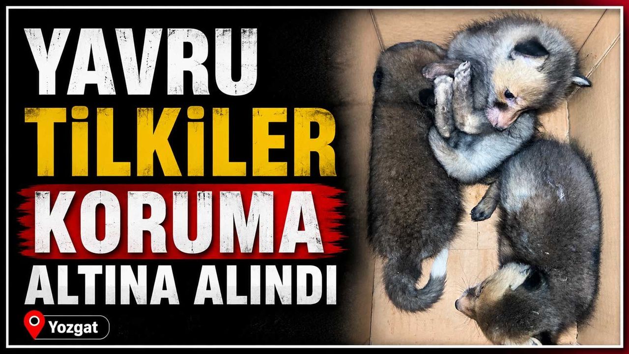 yavru-tilkiler-koruma-altina-alindi