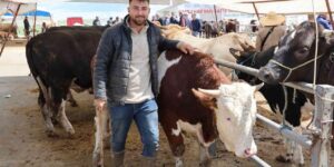 Otomobil fiyatına inek: Tam 830 kilo
