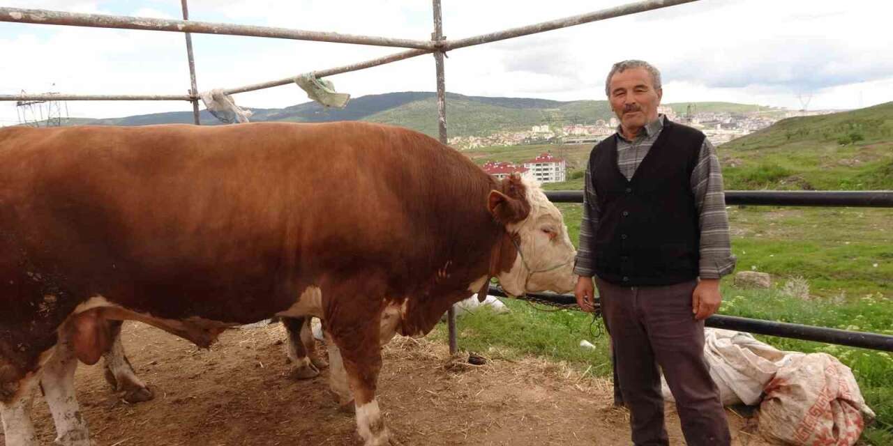 yozgat-hayvan-pazarinda-kurbanliklar-alicisini-bekliyor