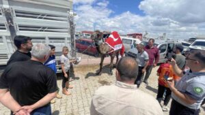 Kurban pazarının gözdesi deve 330 bin TL’ye satıldı