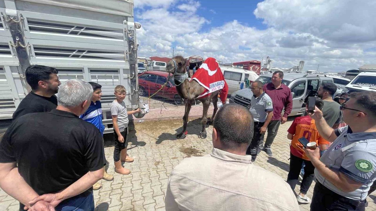 kurban-pazarinin-gozdesi-deve-330-bin-tl’ye-satildi