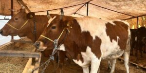 Kurban kesenler dikkat! Kusurlu kurbanda bedel iadesi ve tazminat hakkınız var