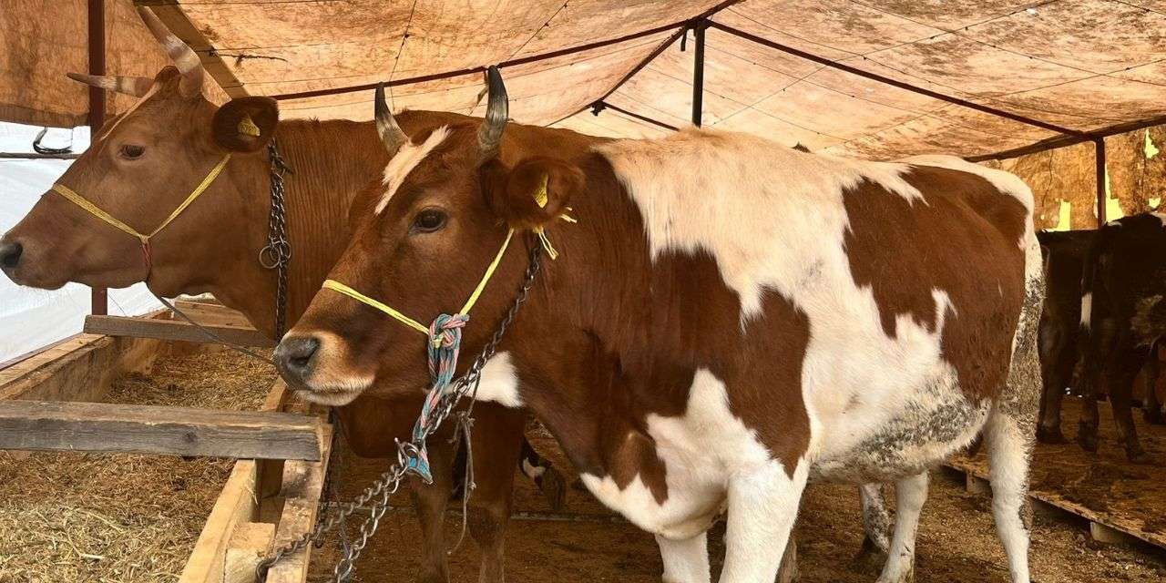 kurban-kesenler-dikkat!-kusurlu-kurbanda-bedel-iadesi-ve-tazminat-hakkiniz-var