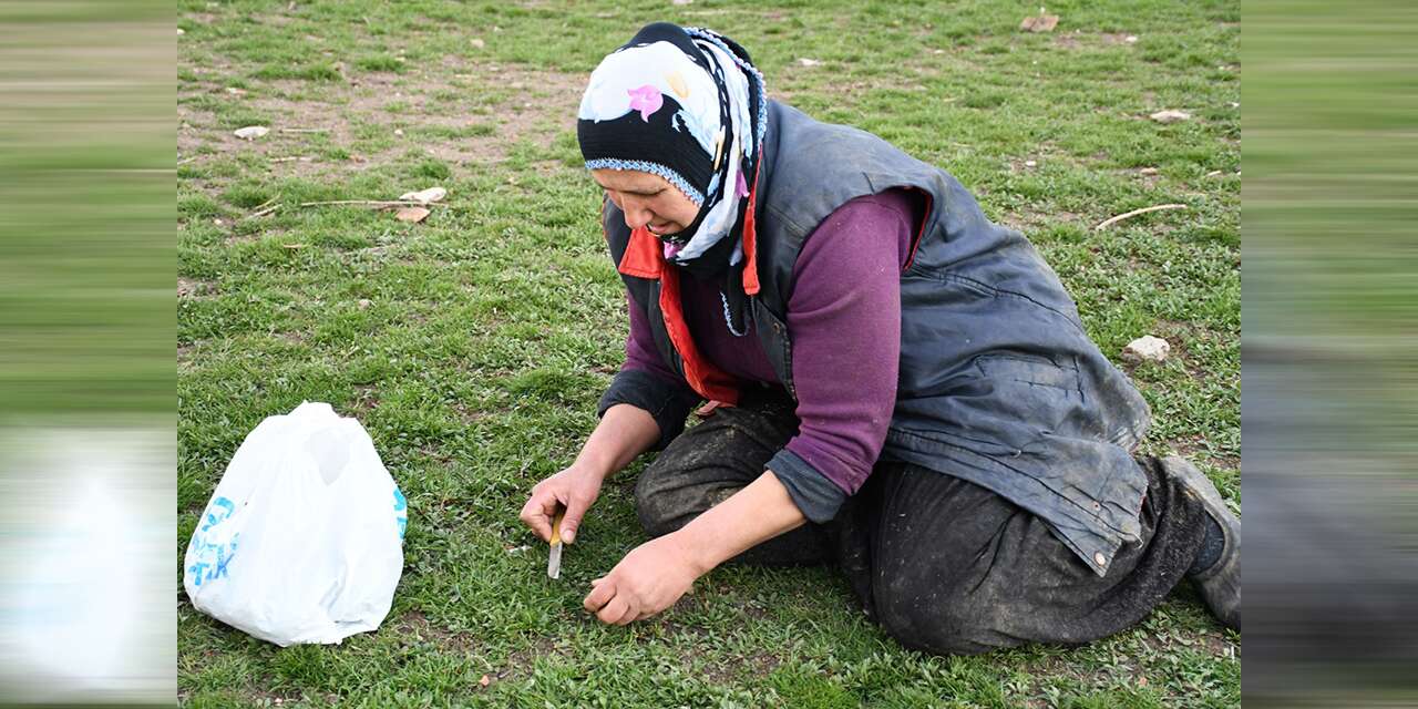 herkes-bu-lezzetin-pesinde:-toplamasi-zor,-yemesi-lezzetli