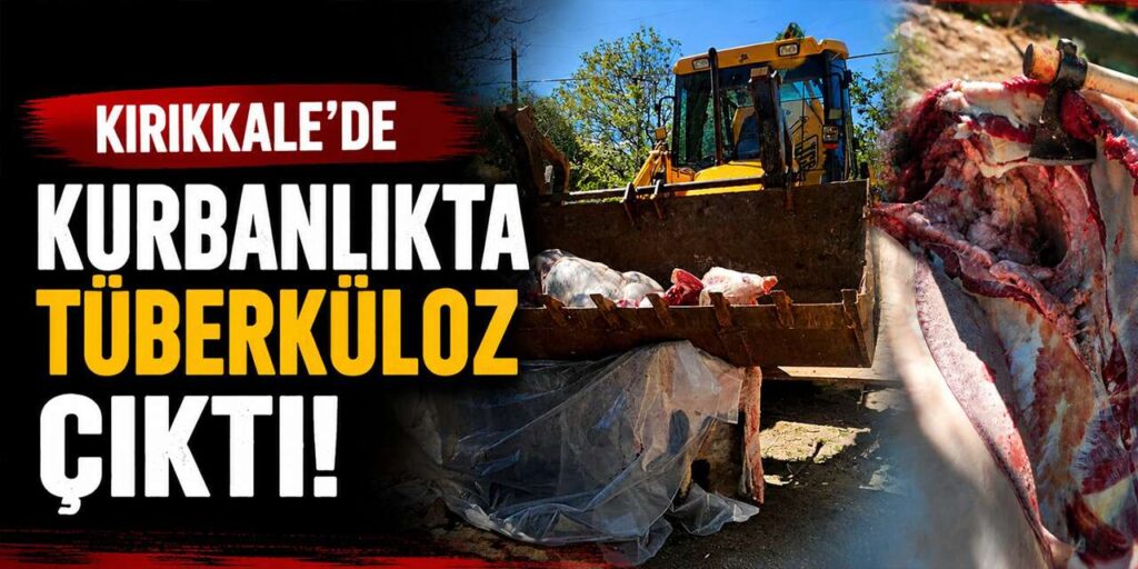 kurbanlikta-tuberkuloz-cikti!-ekipler-imha-etti!