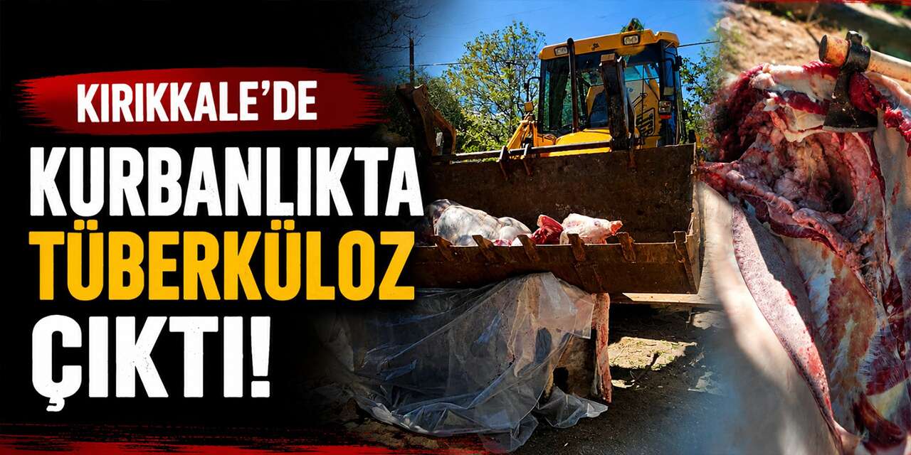 kurbanlikta-tuberkuloz-cikti!-ekipler-imha-etti!