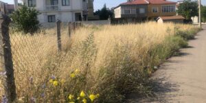 Kırıkkale’de köylerde büyük tehlike! Müdahale edilmeli