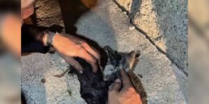 Yangında mahsur kalan kedileri itfaiye ekipleri kurtardı